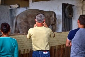 Street photography Kaliningrad The Last Elephant 