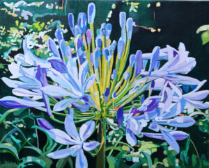 Agapanthus 