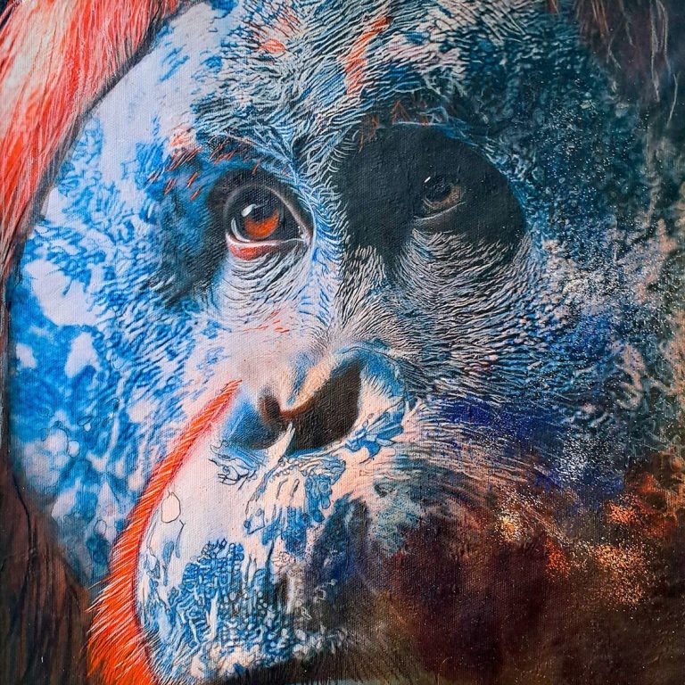Orang Utan